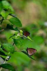Two butterflies rest on a green plant in Taiwan, capturing delicate wing patterns, natural interaction, and the rich biodiversity of an Asian natural environment.

