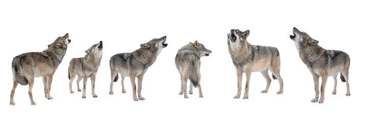  panorama howling wolfs isolated on white background
