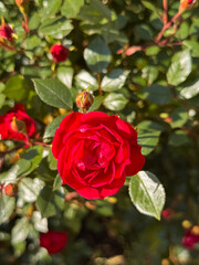 Red Rose Blooming in Sunlit Garden with Bud and Green Leaves