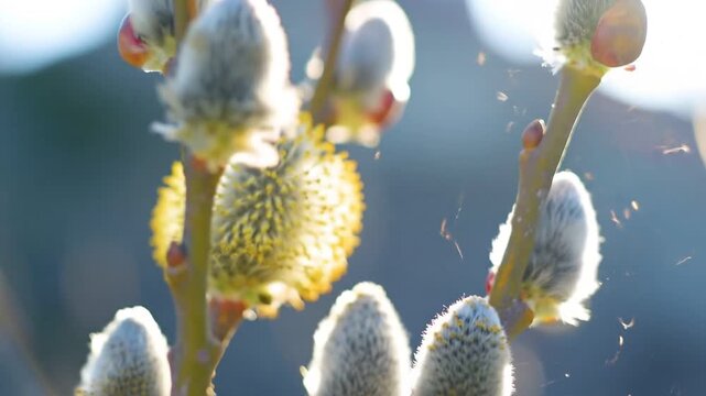 Macro of pussy willow branches swaying in wind with backlight halo