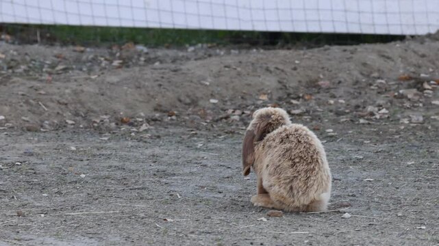 A wild rabbit that feeds on grass during the day