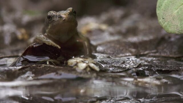 young frog sitting in mud facing the camera