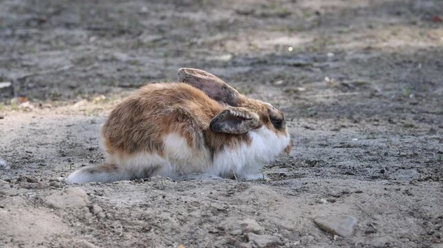 A wild rabbit that feeds on grass during the day