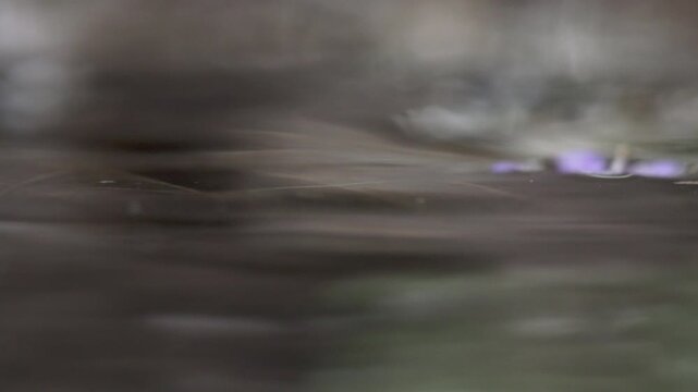young frog peeking halfway out of water at pond edge