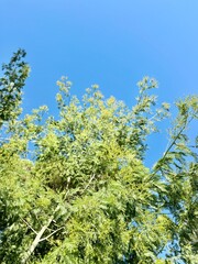 Fototapeta premium Yellow Mimosa Acacia Flowers with Green Fern Leaves Against Clear Blue Sky