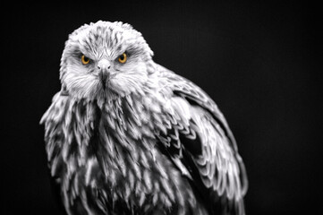 Obraz premium Powerful black and white portrait of majestic eagle with intense piercing golden eyes and detailed feathers against dark background perfect for wildlife nature and fine art photography wall art themes