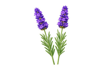 Obraz premium Lavender sprigs with vibrant purple flowers and green leaves symbolizing aromatherapy and natural beauty