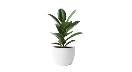Fototapeta premium Ficus elastica plant in a white pot on a black background rubber tree, Isolated On Png Transparent Background