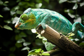 Stunning green panther chameleon perched on branch with vibrant turquoise scales and textured skin against bokeh foliage background perfect for wildlife nature and exotic animal photography themes © Neon Arc