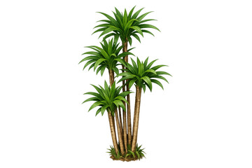 Obraz premium Tropical yucca plant illustrating vibrant green foliage and multiple trunks, isolated on transparent background
