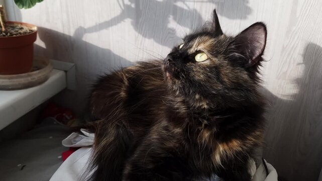 Fluffy tortoiseshell cat with green eyes sits indoors by a window. Bright sunlight creates a strong shadow of a plant on the wall behind it.