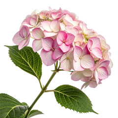 Poisonous Plants Hydrangea on white or transparent background