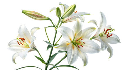Poisonous Plants Lilies on transparent background