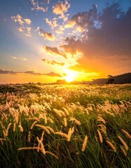sunset over wheat field