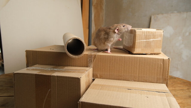 Brown  gray rat and cardboard boxes.