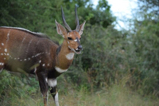 Bushbuck
