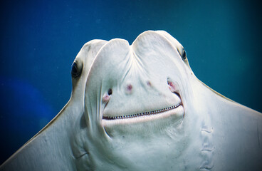 Naklejka premium Adorable smiling stingray face close up from below showing white underside mouth and eyes against deep blue water creating funny happy marine animal portrait perfect for ocean wildlife and humor wall 