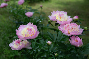 Pink peony blossoms in garden, natural spring floral background for design.