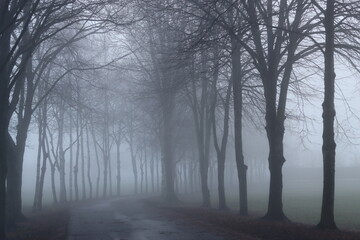 Fototapeta premium Avenue of trees shrouded in mist in winter