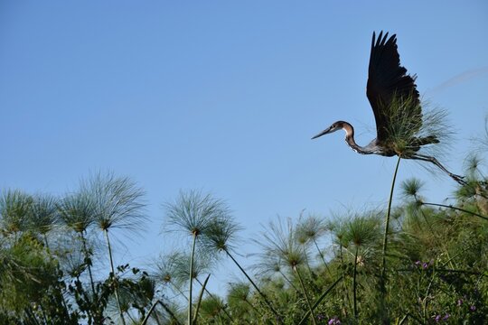 Goliath Heron