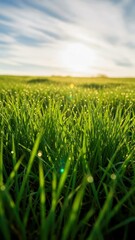 Fototapeta premium Dewy Green Grass Field With Sunlight and Blue Sky Background Nature Scene (1).jpg