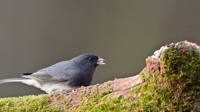 Dark-eyed Junco finding food on moss covered log