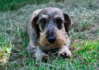 Portrait of a Dachshund