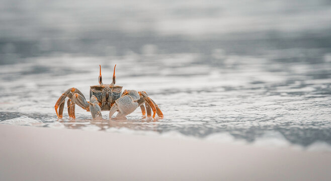 Seychellen , Strand , Krabben 