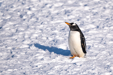 Obraz premium Gentoo Penguin in Snowy Antarctic Environment