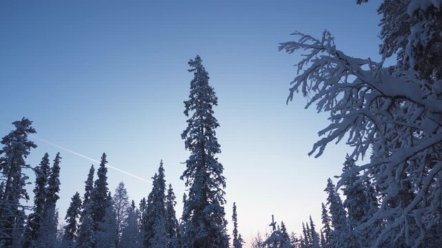 Snow covered tall and frozen trees under a clear blue sky in a calm and remote arctic conifer forest during blue hour on polar night. -40 degrees celsius in Lapland, Finland 4K