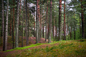 Tranquil Pine Forest with Mossy Ground