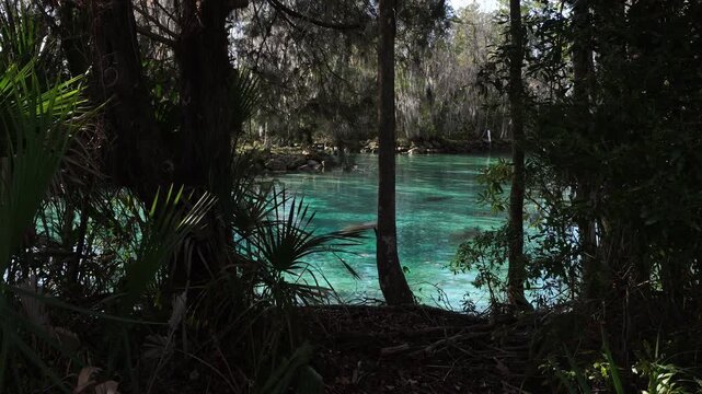 In the distance, two manatees can be seen on the bottom of the translucent water in broad daylight, while in the foreground a beautiful forest with different species fills the view.