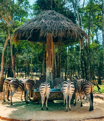 Fototapeta premium Herd of Zebras (Equus quagga) Eating from a Trough under a Thatched Roof Shelter in a Tropical Safari Park