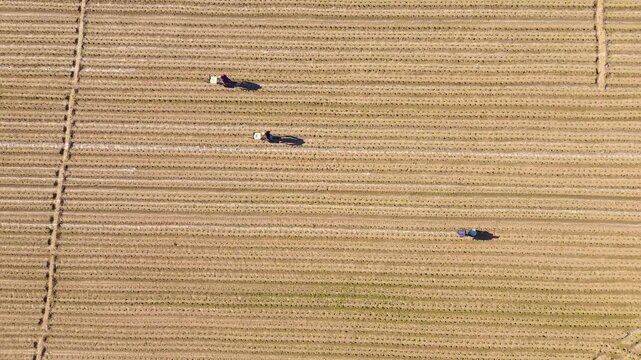 Drone Aerial View of Farmers Fertilizing Newly Planted Vegetable Fields in Rural Farmland