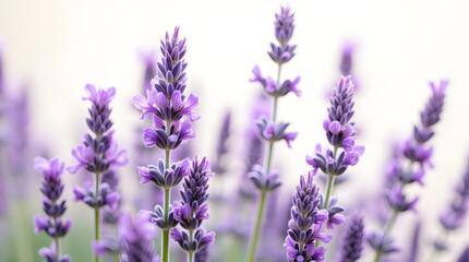 Obraz premium Close-up of vibrant purple lavender flowers, showcasing delicate petals and rich color against a soft background.