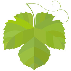 Illustration of a single green grape leaf