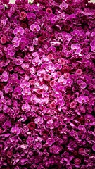 Purple Roses and Orchids Floral Close up Realistic Detailed Petals Natural Lighting Soft Shadows.jpg