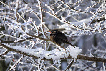 Fototapeta premium Common Blackbird perched on a frosty tree branch at winter.