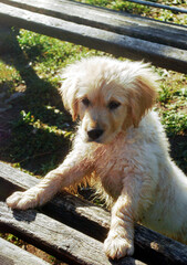 Golden Retriever Puppy Standing on Bench
