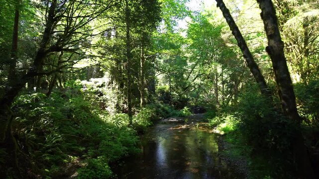 Redwood National Park Boyes Creek California USA World Heritage Site