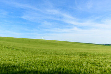 Obraz premium Expansive green field with gently sloping hills beneath a vivid blue sky and wispy clouds near Cuncy les Varzy. A single distant tree adds a sense of solitude and tranquility to the rural landscape.
