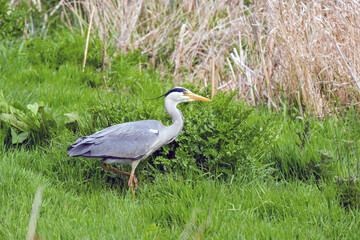 Fototapeta premium Grey heron standing on tne banks of a lake.