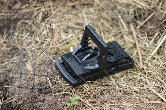 A plastic mouse trap stands on a garden bed, a trap for rodents, voles, and pests.