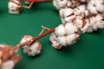 Cotton plant branches with fluffy white bolls against a vibrant green background, showcasing natural textures and organic beauty in a visually striking composition