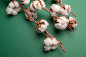 Cotton plant branches with fluffy white bolls and dried leaves against a vibrant green background, showcasing natural beauty and agricultural essence