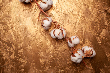 Cotton branch with fluffy white bolls resting on a textured golden background, showcasing natural beauty and organic elements in a minimalist composition