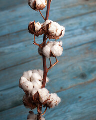Cotton plant with fluffy white bolls against a rustic blue wooden background, showcasing natural textures and organic beauty in a serene and tranquil setting