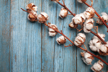 Cotton branches with fluffy white bolls arranged on a rustic blue wooden background, showcasing natural textures and organic beauty in a serene setting