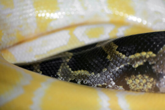Indian python (Python molurus) macro portrait