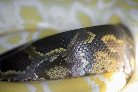 Indian python (Python molurus) macro portrait